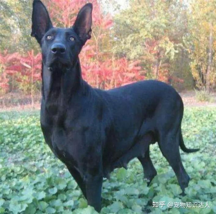 养狗,推荐你养“黑狼犬”,养过的都说好! - 知乎