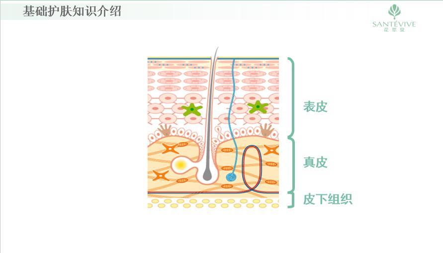 了解表皮层结构，保护好我们的屏障才有漂亮的皮肤 - 知乎