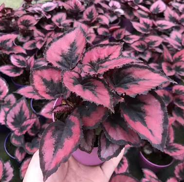 养好观叶海棠 需要解决两大难题 头一个就是浇水 知乎