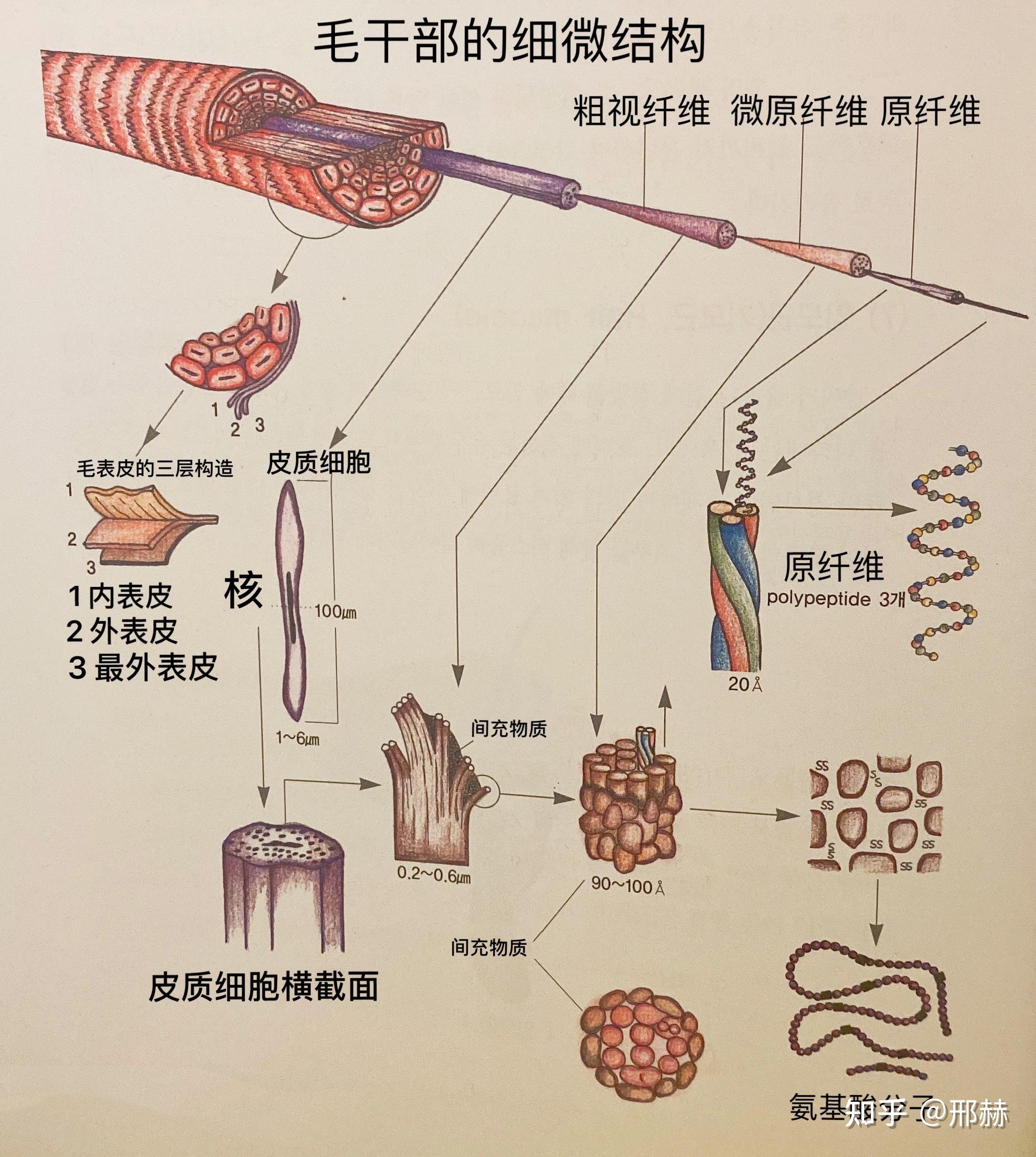 关于毛发的构造特性(二) - 知乎