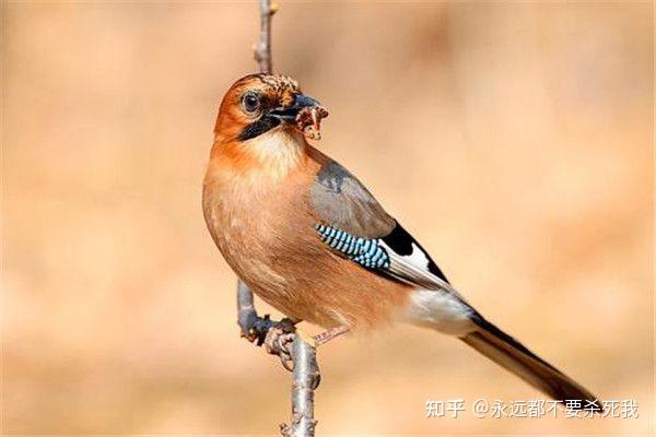 濒临灭绝的鸦科生物:琉球松鸦🤓 - 知乎