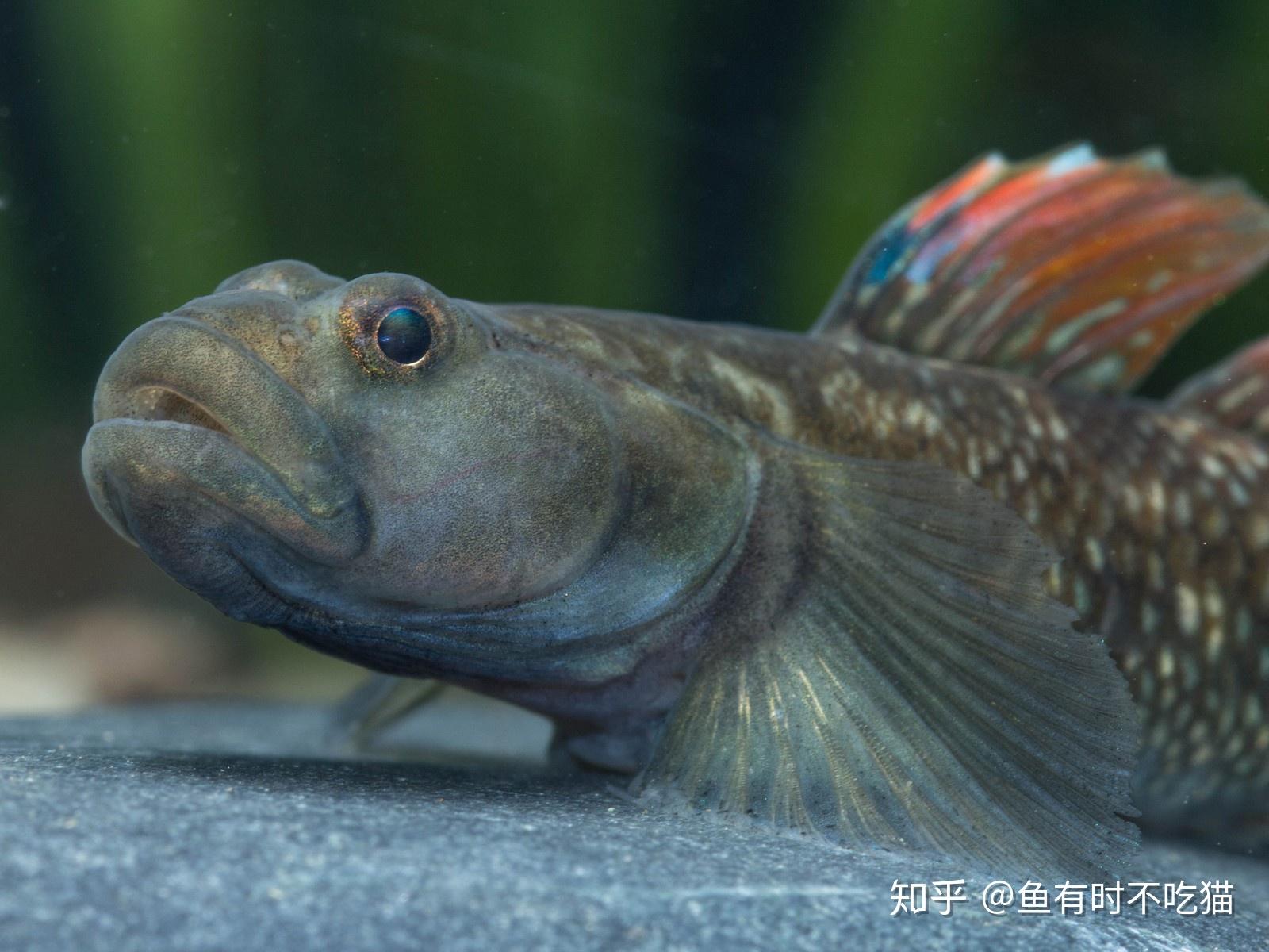 中国原生鱼：吻虾虎鱼图鉴 - 知乎