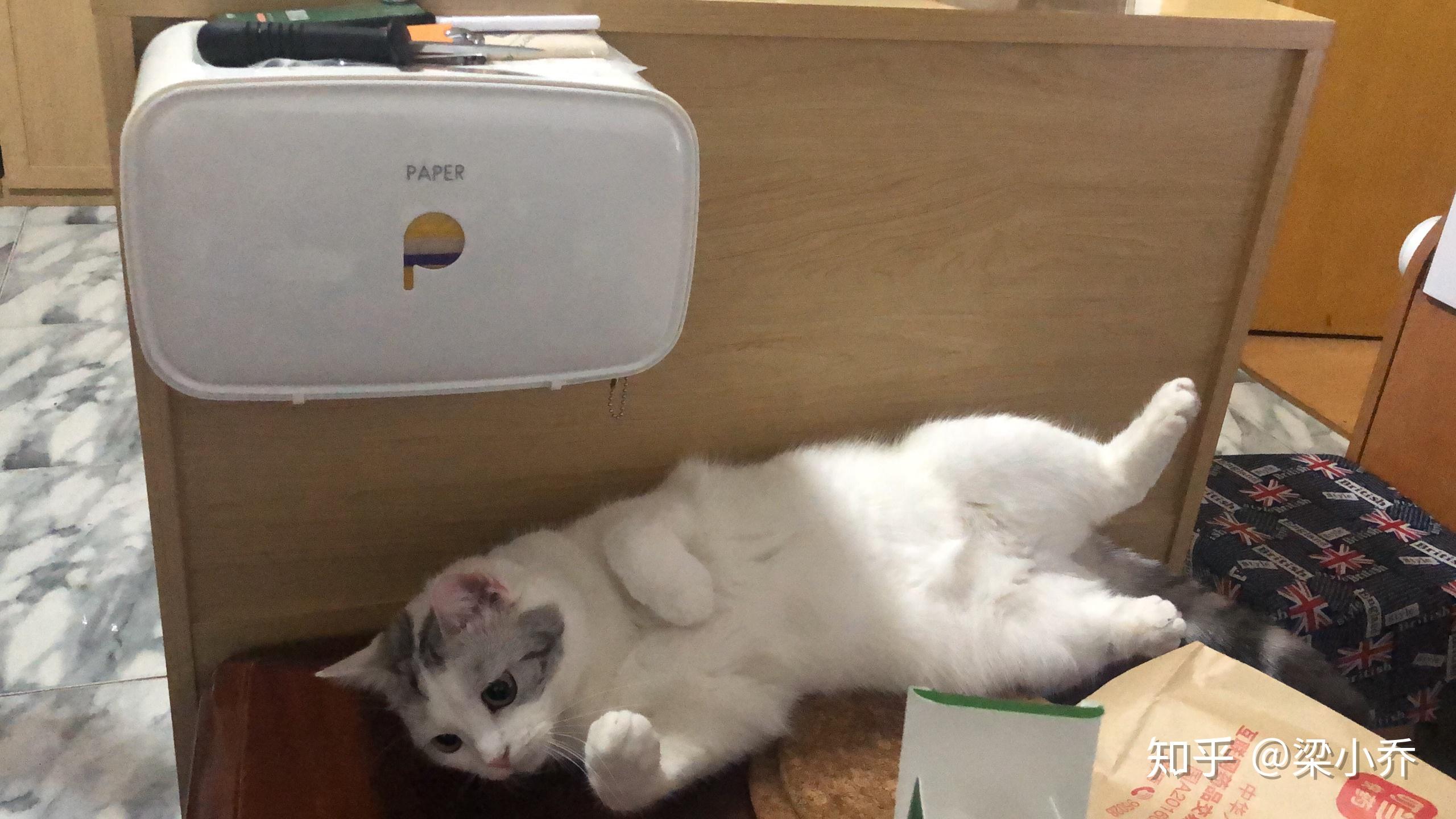 猫咪洗澡应激后果 v2-0dae4c7ea9c82350219fd6f550f1264f_r.jpg