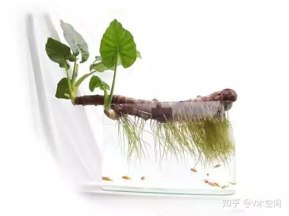 最适合懒人水培的植物 2 知乎