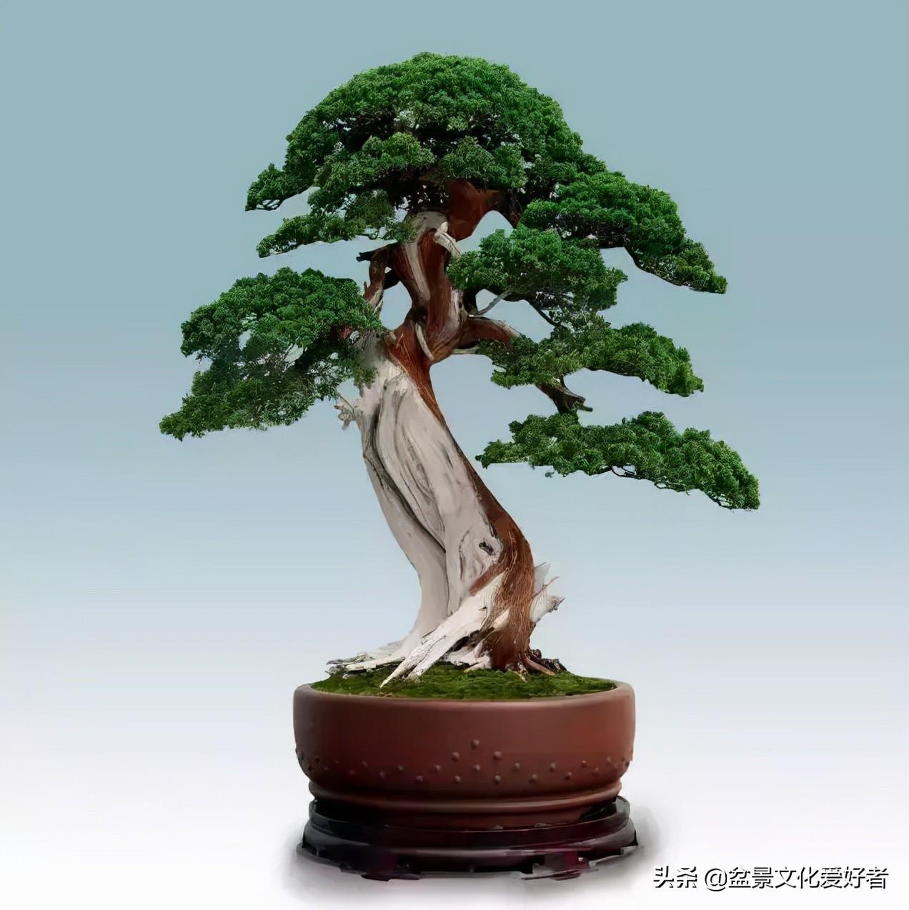 1,2土桧tǔ guì 柏科常绿乔木桧树的一种3桧树guì shù 桧树又叫