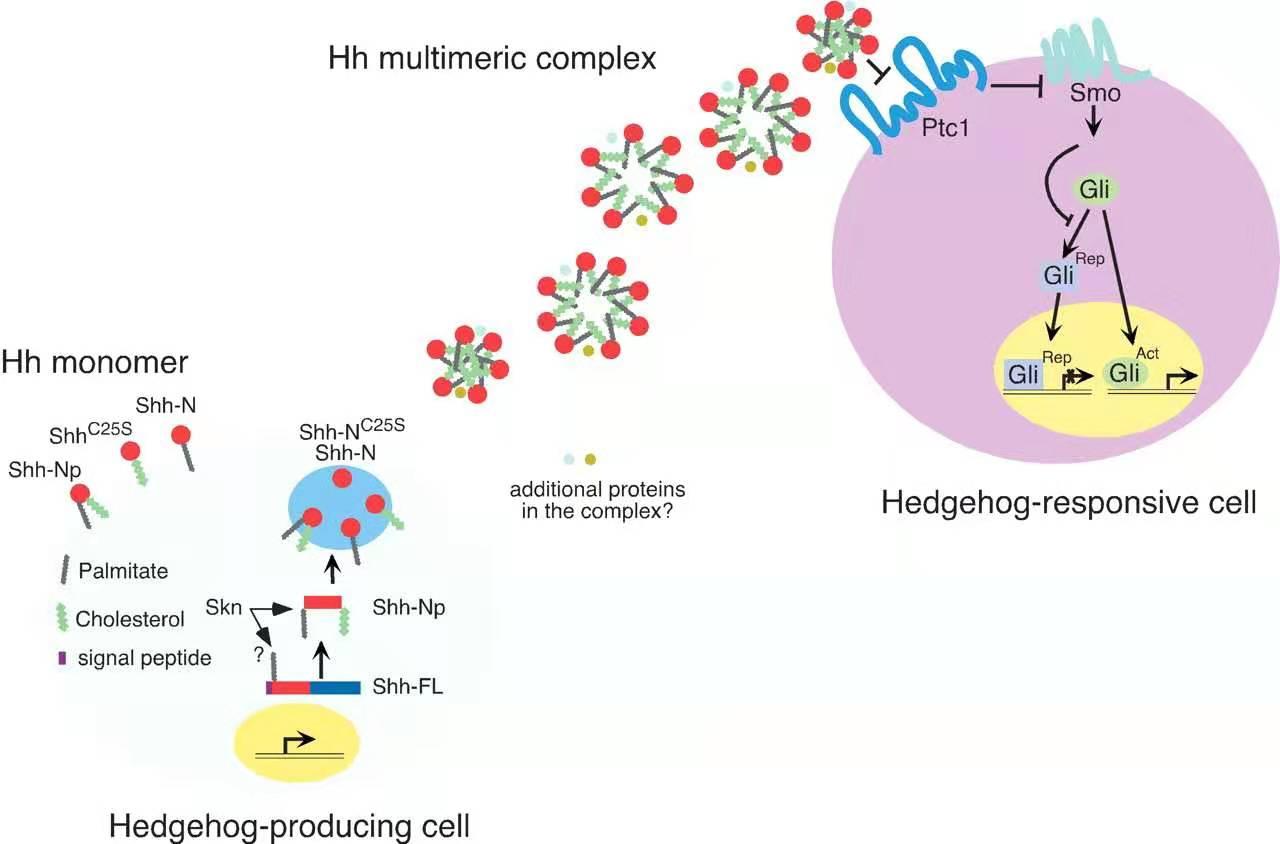 神经管畸形科普- 知乎