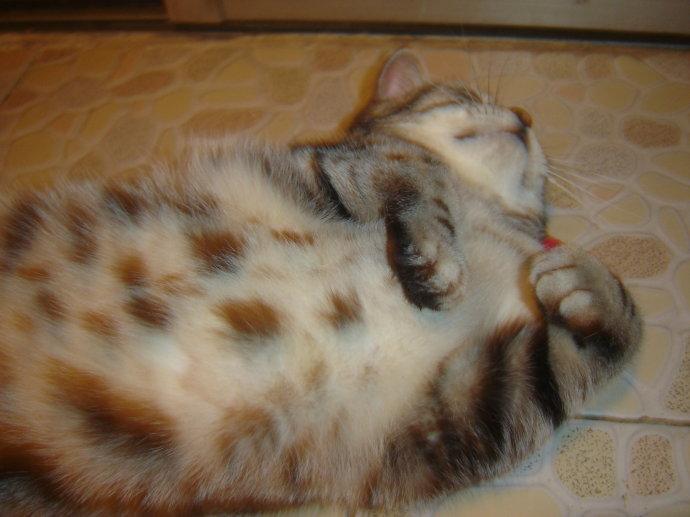 猫界大麻猫薄荷 简直要被活活笑死了 知乎