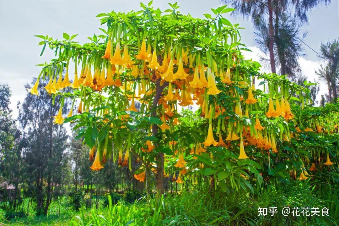 【曼陀罗】天使的号角,美貌之下却是世界上最毒的花草之一 - 知乎