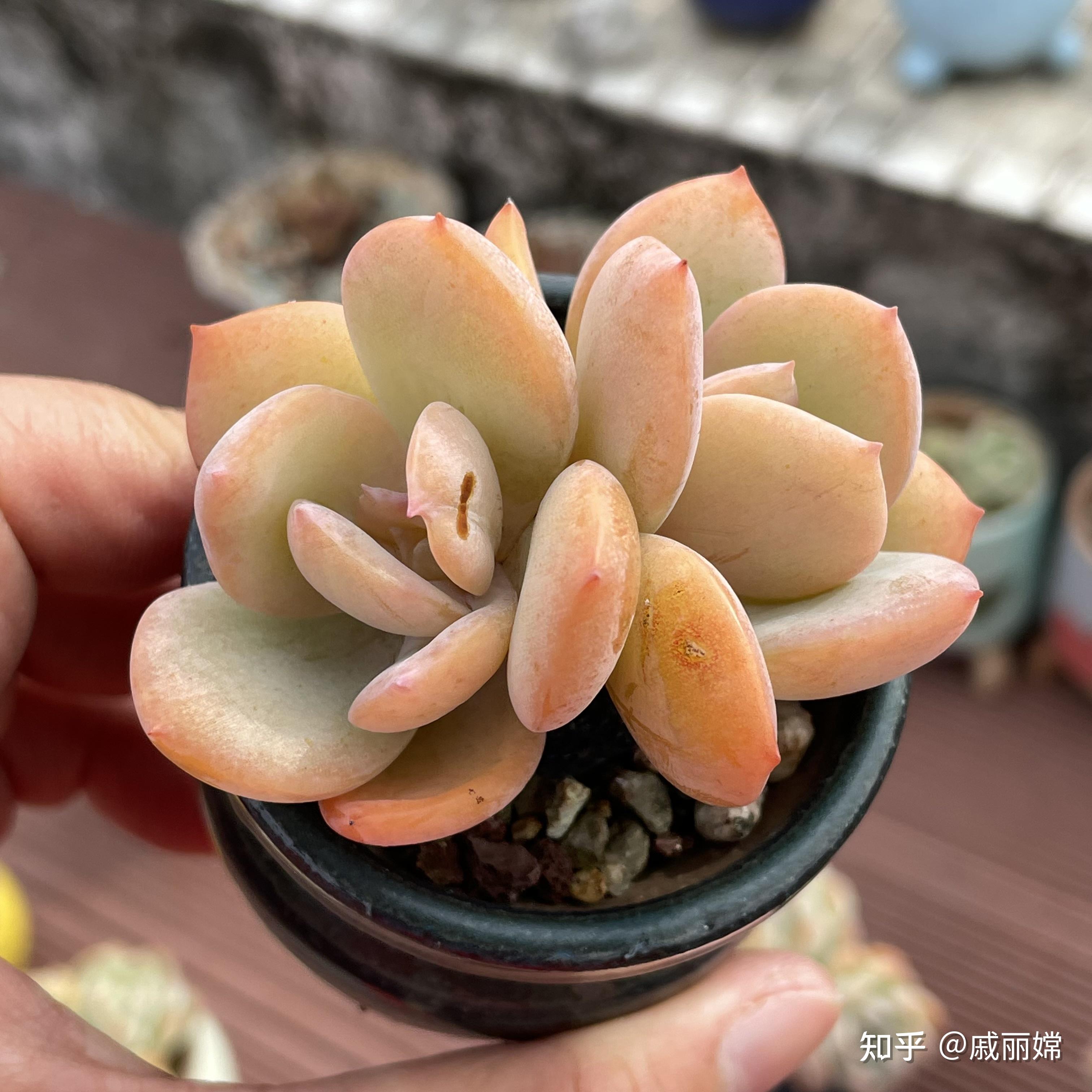 有一种多肉叫白凤