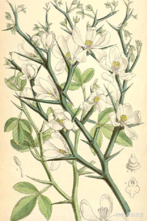 植物科学绘画之茎的科学绘画方法