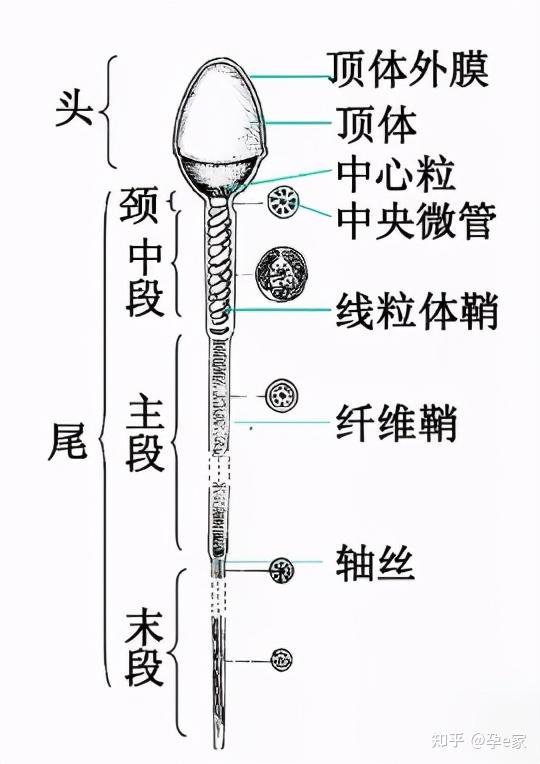 精巢结构图片