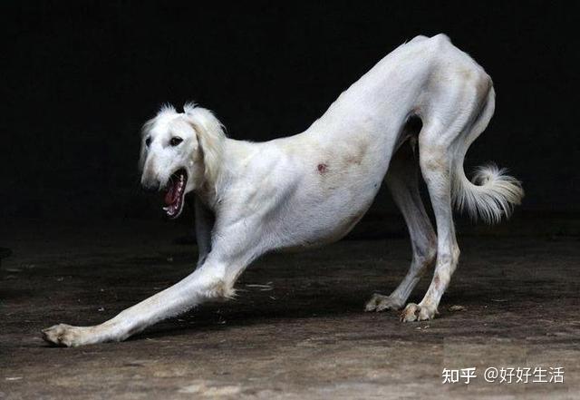 “山东细犬”——真正的华夏名狗,养过的都欲罢不能! - 知乎