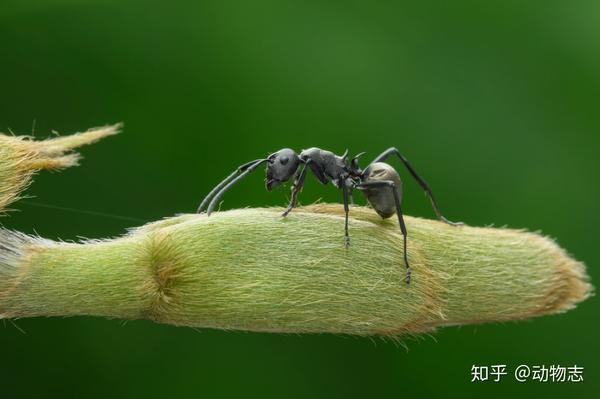 无敌的红火蚁谁能阻挡 这种黑蚂蚁或有希望 知乎