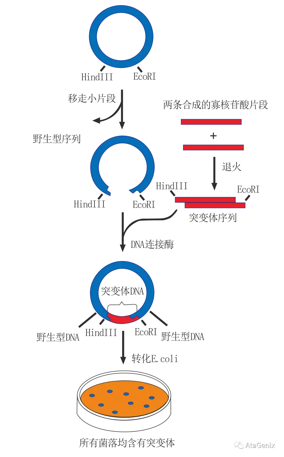 技术分享 | 带你玩转基因定点突变 - 知乎