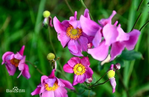 50.秋牡丹花51.锦带花52.玉蕊花53.八仙花(即 绣球花)54.