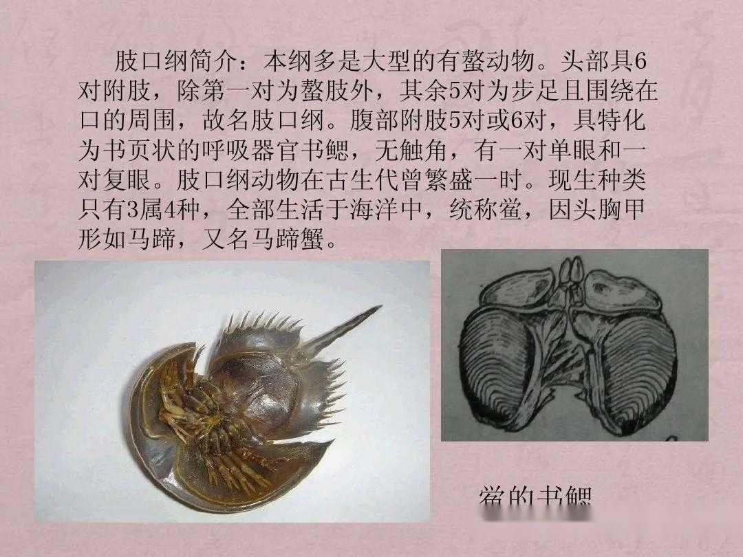 【动物界全系列】螯肢亚门—肢口纲 - 知乎