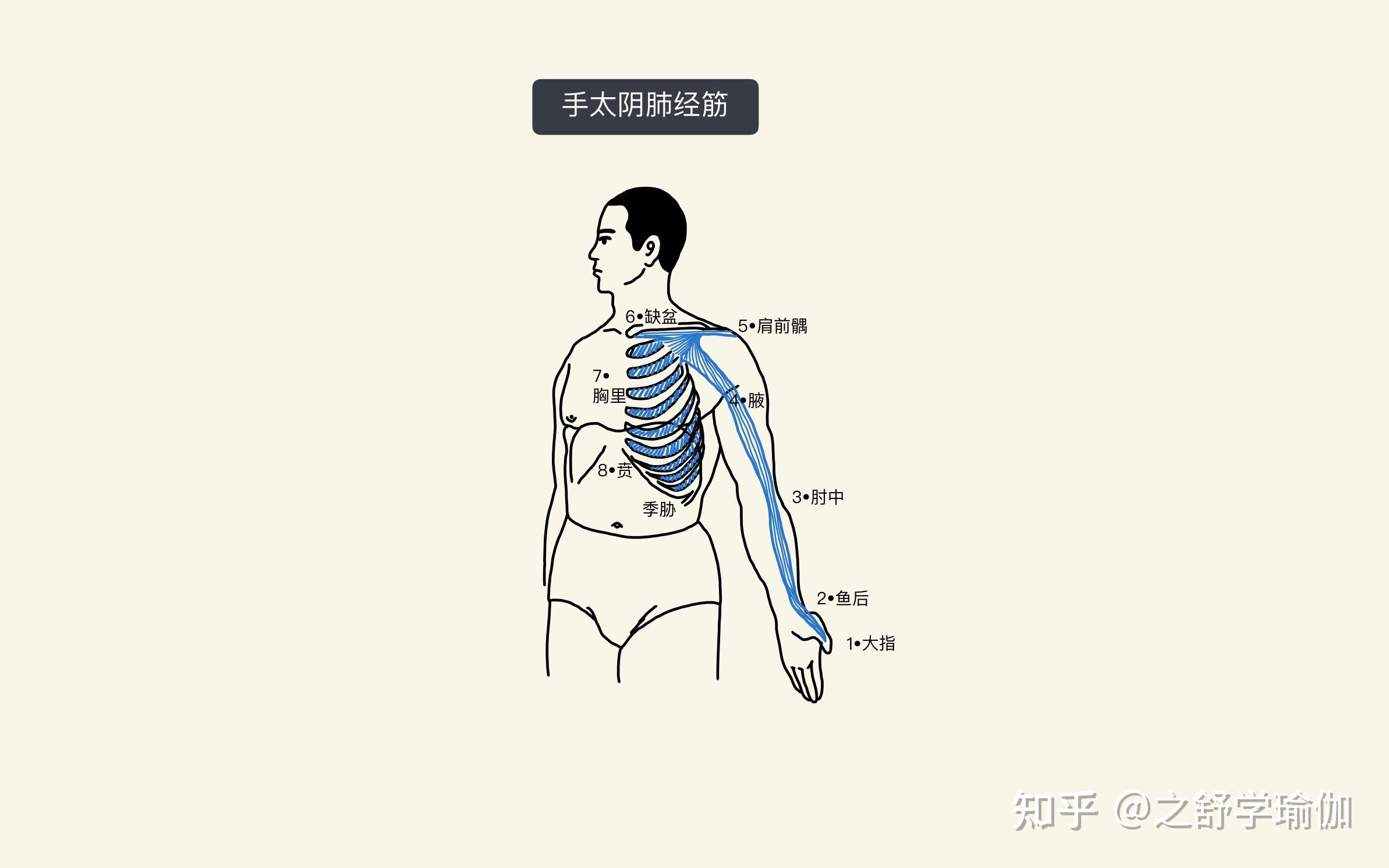 下面,我們認識一下肺經的經筋.