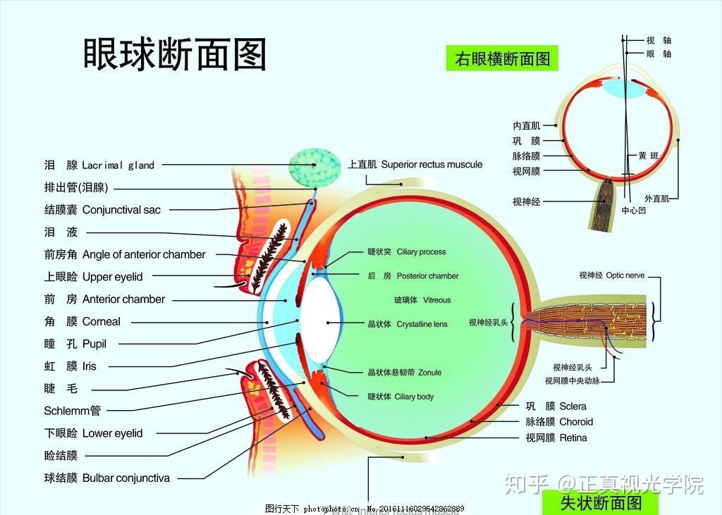 视觉器官大致分为:眼球(包括眼球壁,眼球内腔和内容物);视路;1.