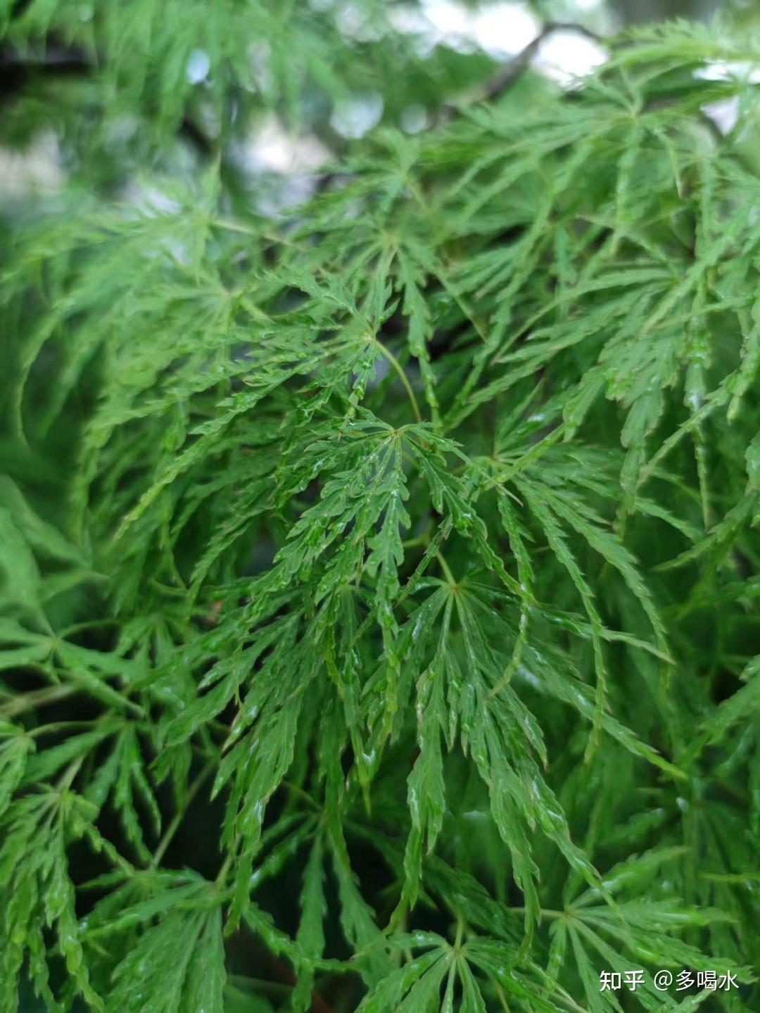 潇洒飘逸羽毛槭秋日火红若凤羽