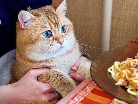 每天带你了解一种猫 金渐层 知乎 每天带你了解一种猫 金渐层 知乎