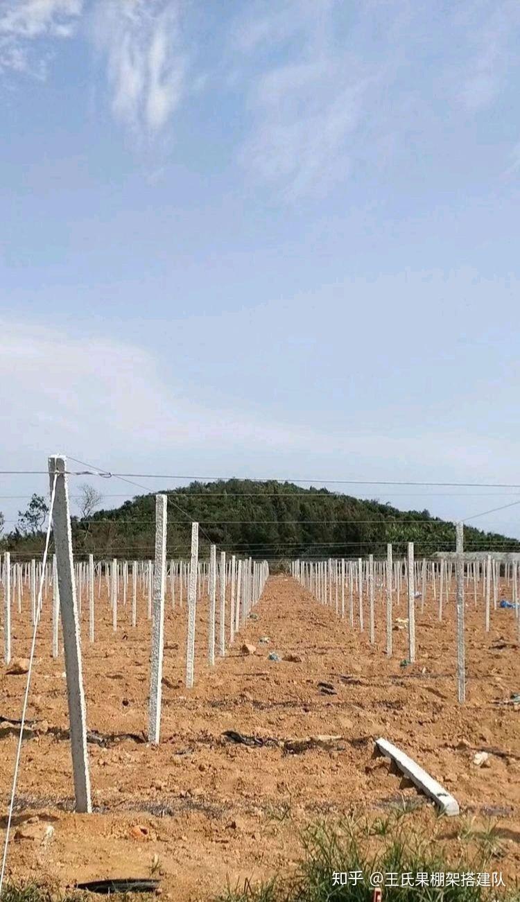 百香果种植搭设棚架方法 - 知乎