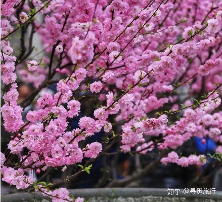 北京春季赏花宝典 对的时间和地点邂逅超美的花朵 知乎