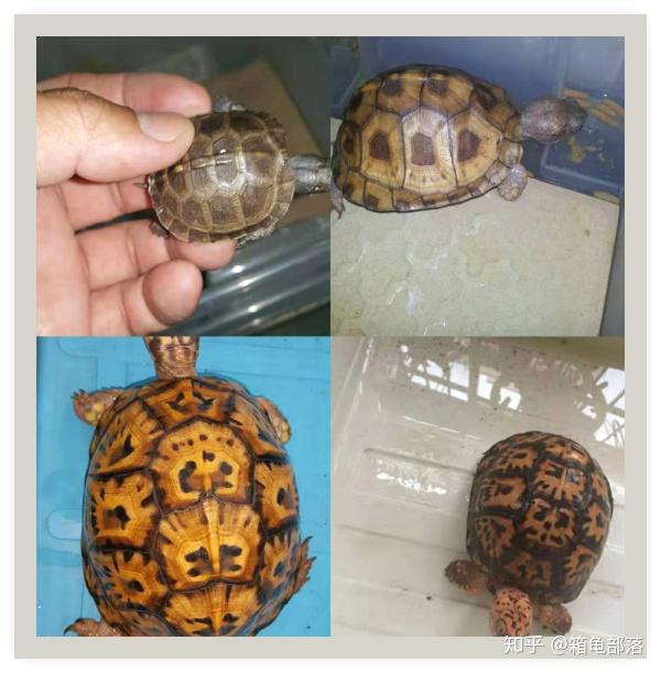 箱龟苗的饲养指南总结2020年