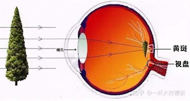 眼睛每天有多累小朋友发育中的眼球更需要充足的叶黄素来保护关键的