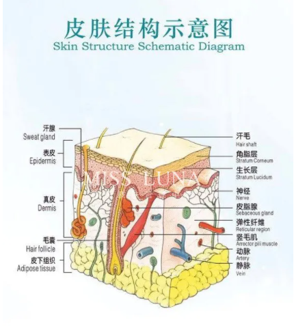 皮肤筋膜层次解剖图图片