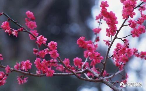 李朝 青花 海駝形水滴 – 燦禾 SANKA