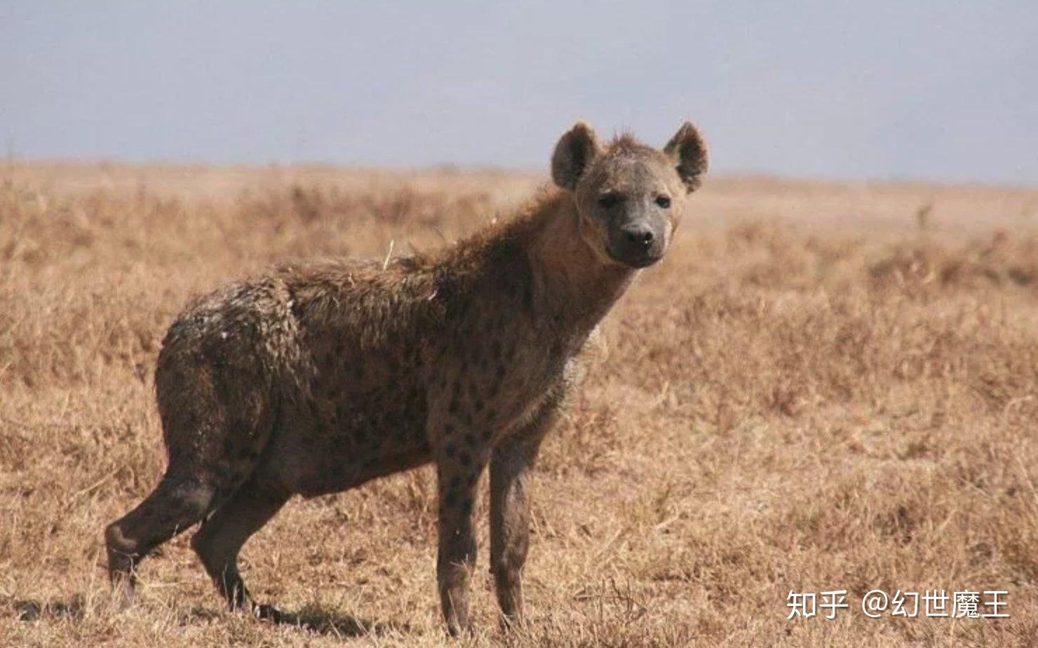 非洲鬣狗的咬合力,大到可以直接将骨头咬碎,从而吸食骨髓,哪怕狮子