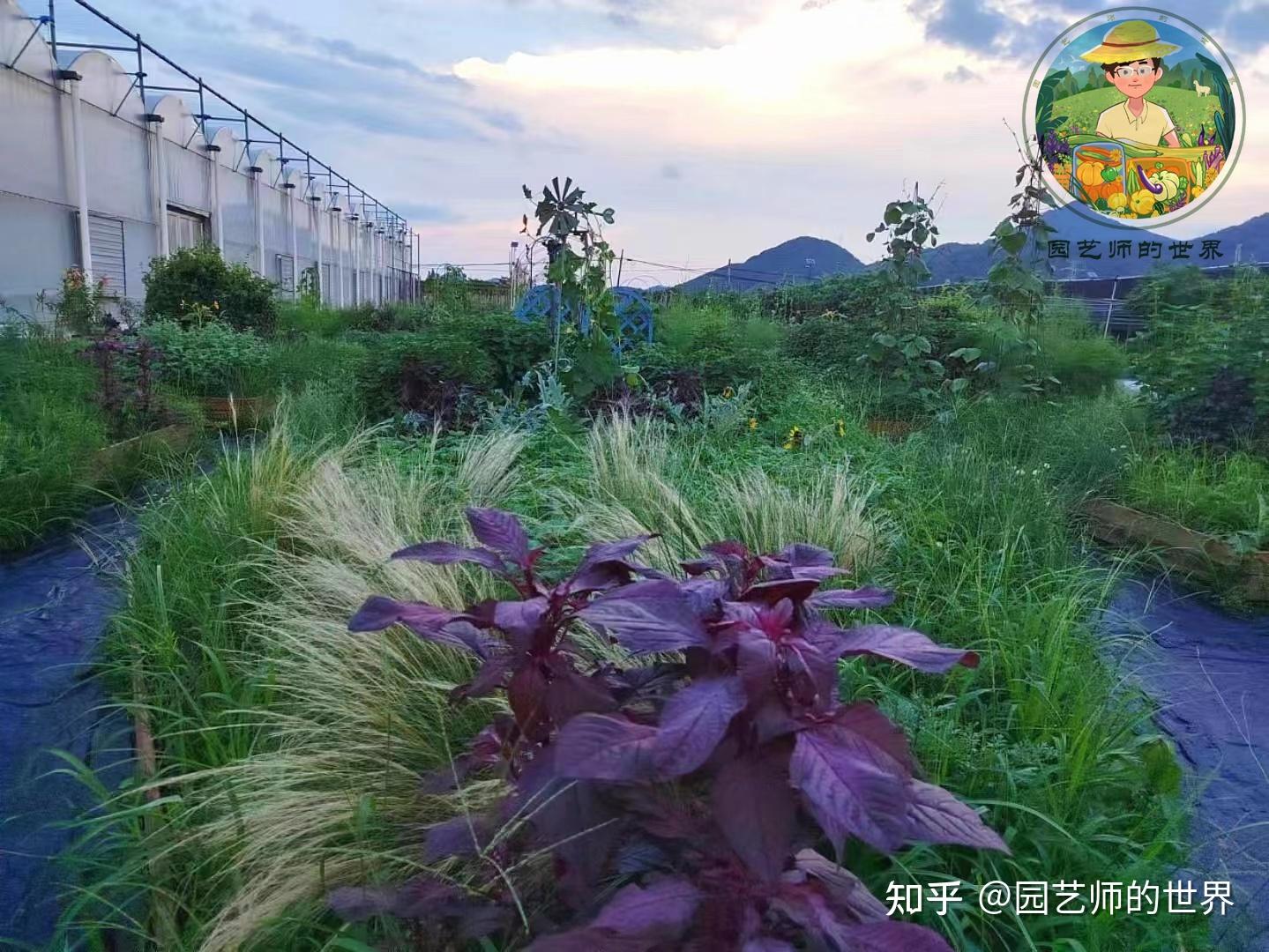 食用景观花园造园记系列(6)——食用景观植物栽植 - 知乎