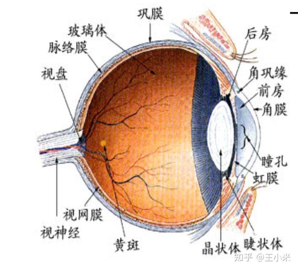 视力是怎么产生的呢