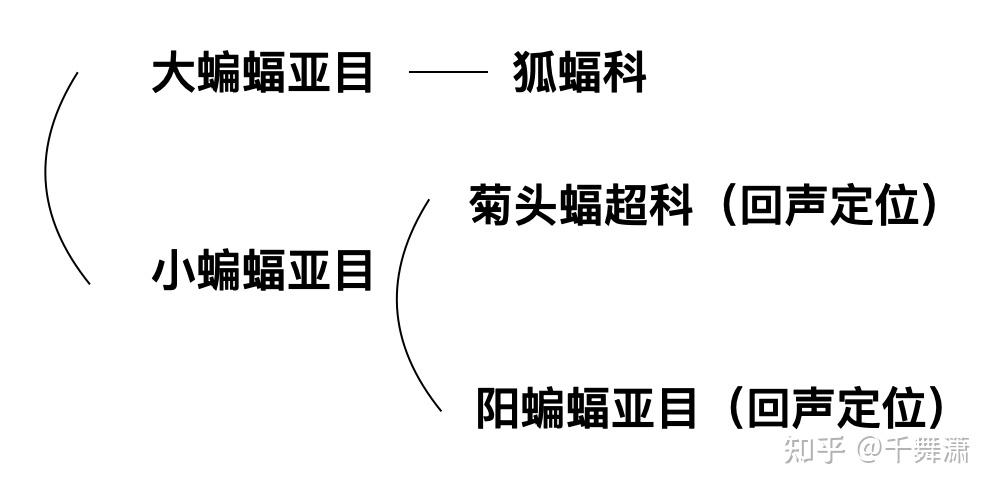 蝙蝠的起源和分类之争 