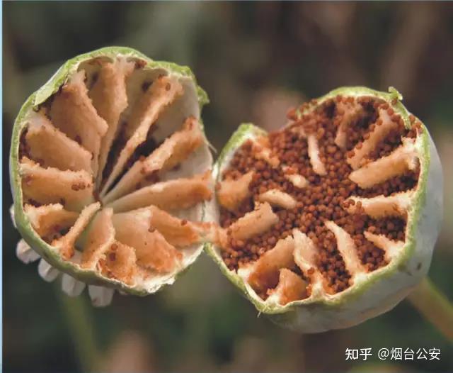 禁种铲毒教你如何识别罂粟