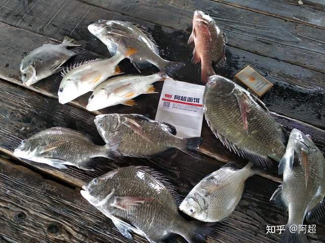 阿超魚識釣牛屎立用什麼餌怎麼打窩深圳周邊哪裡可以釣到