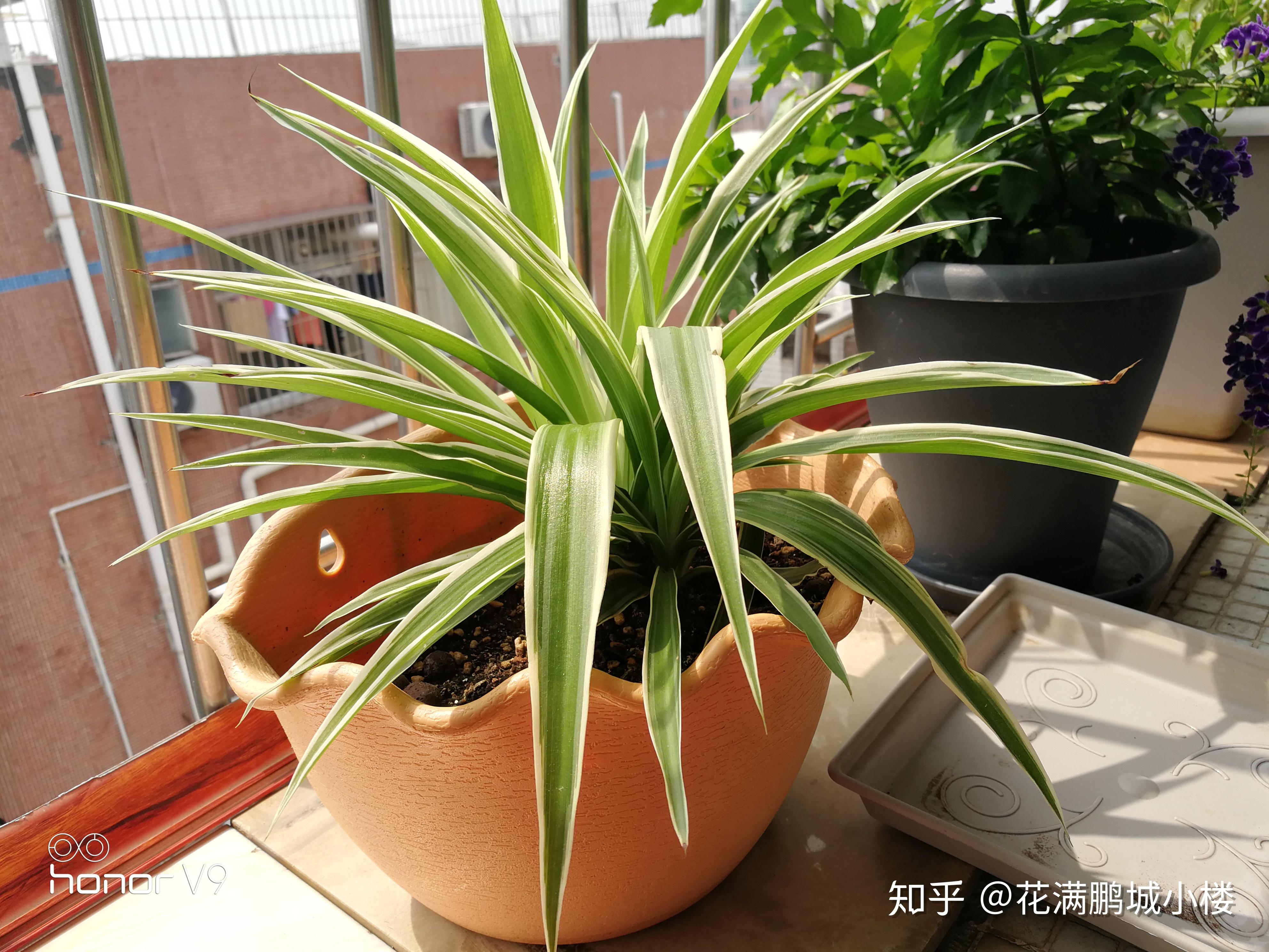 吊兰居家必养的美观植物