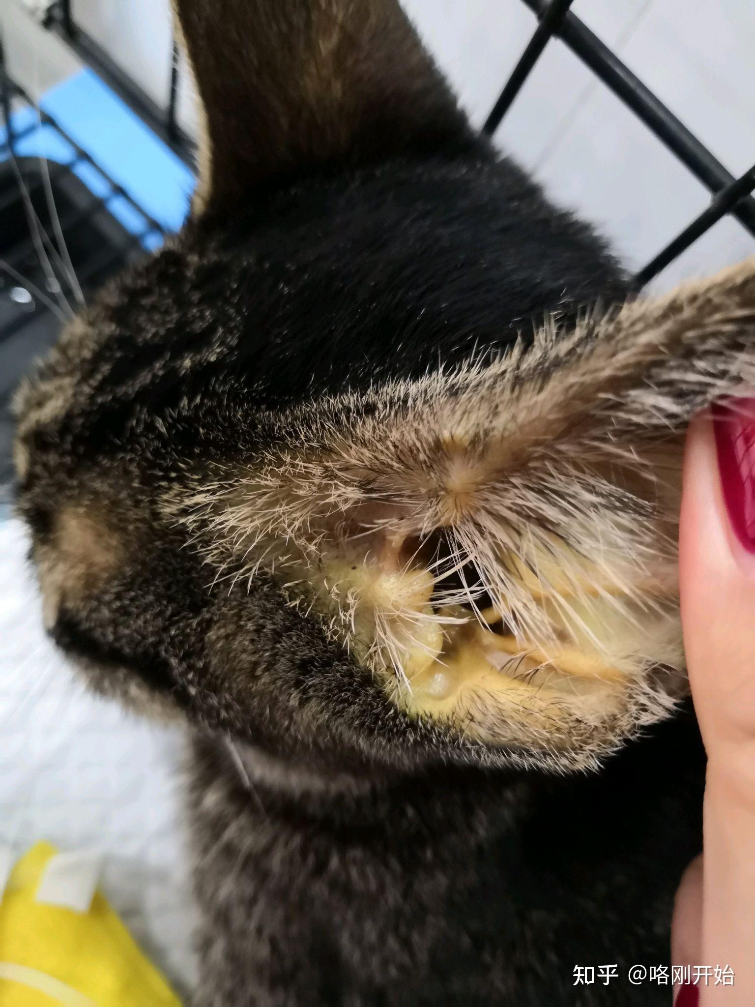 流浪猫耳朵发黄,不吃不喝,可能是黄疸肝炎,该不该救它?