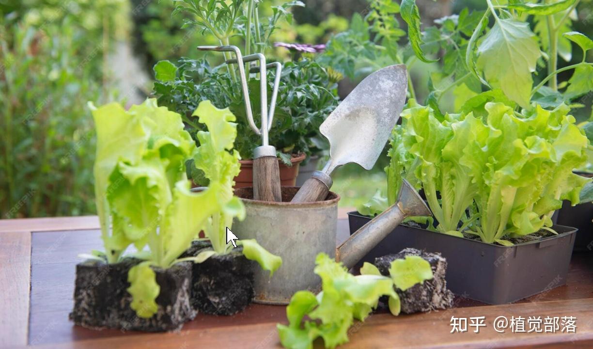 适合家庭种植的10种蔬菜,新手也能种活,30天就能吃(上) - 知乎