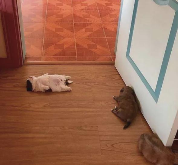 那只因躺尸走红的狗狗长大了它现在的睡姿依然销魂哈哈哈