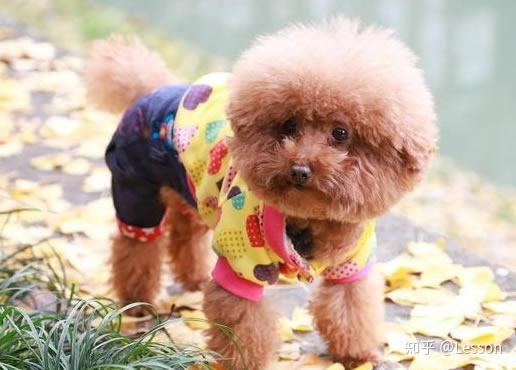 泰迪犬的八大优点 养过的人都说 上瘾 了 想戒都戒不掉 泰迪的优缺点 朴乐网