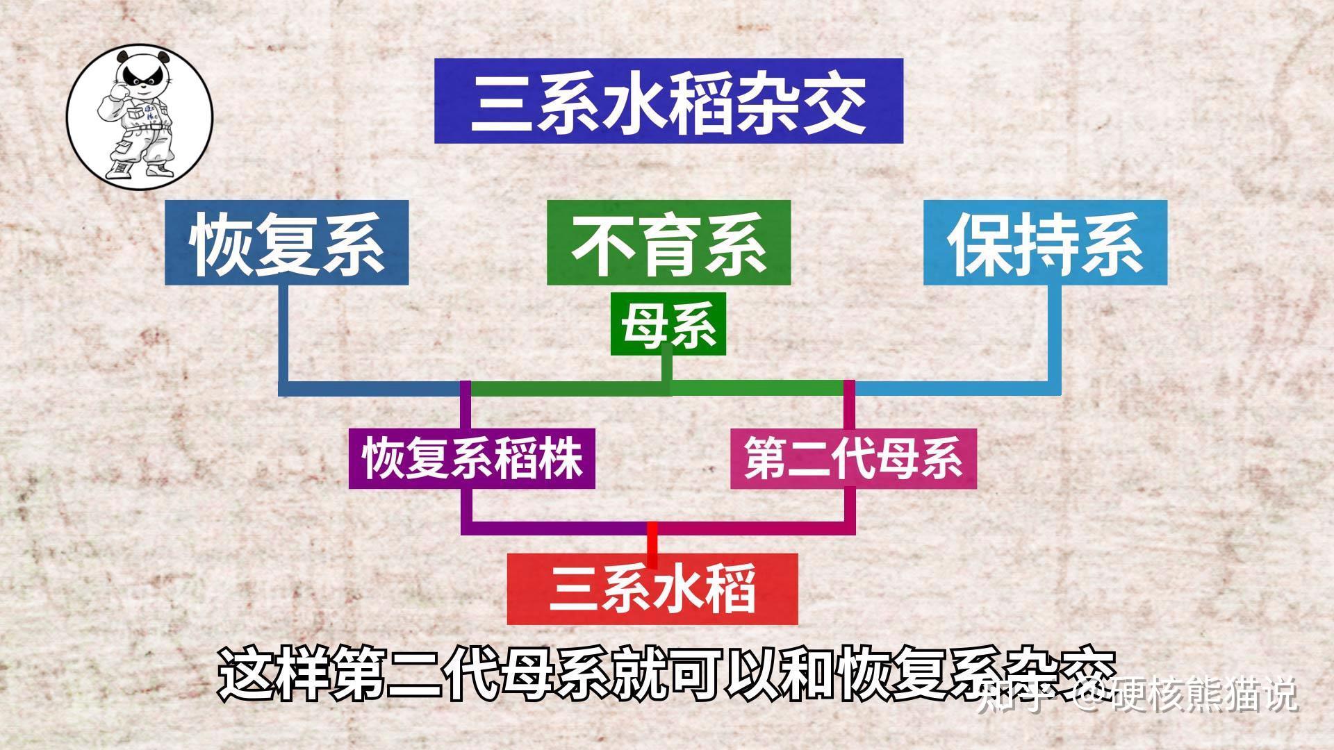 三系法杂交水稻示意图图片