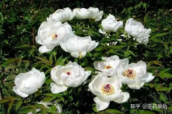 牡丹植物【性状】连丹皮呈筒状或半筒状,有纵剖开的裂缝,略向内卷曲或