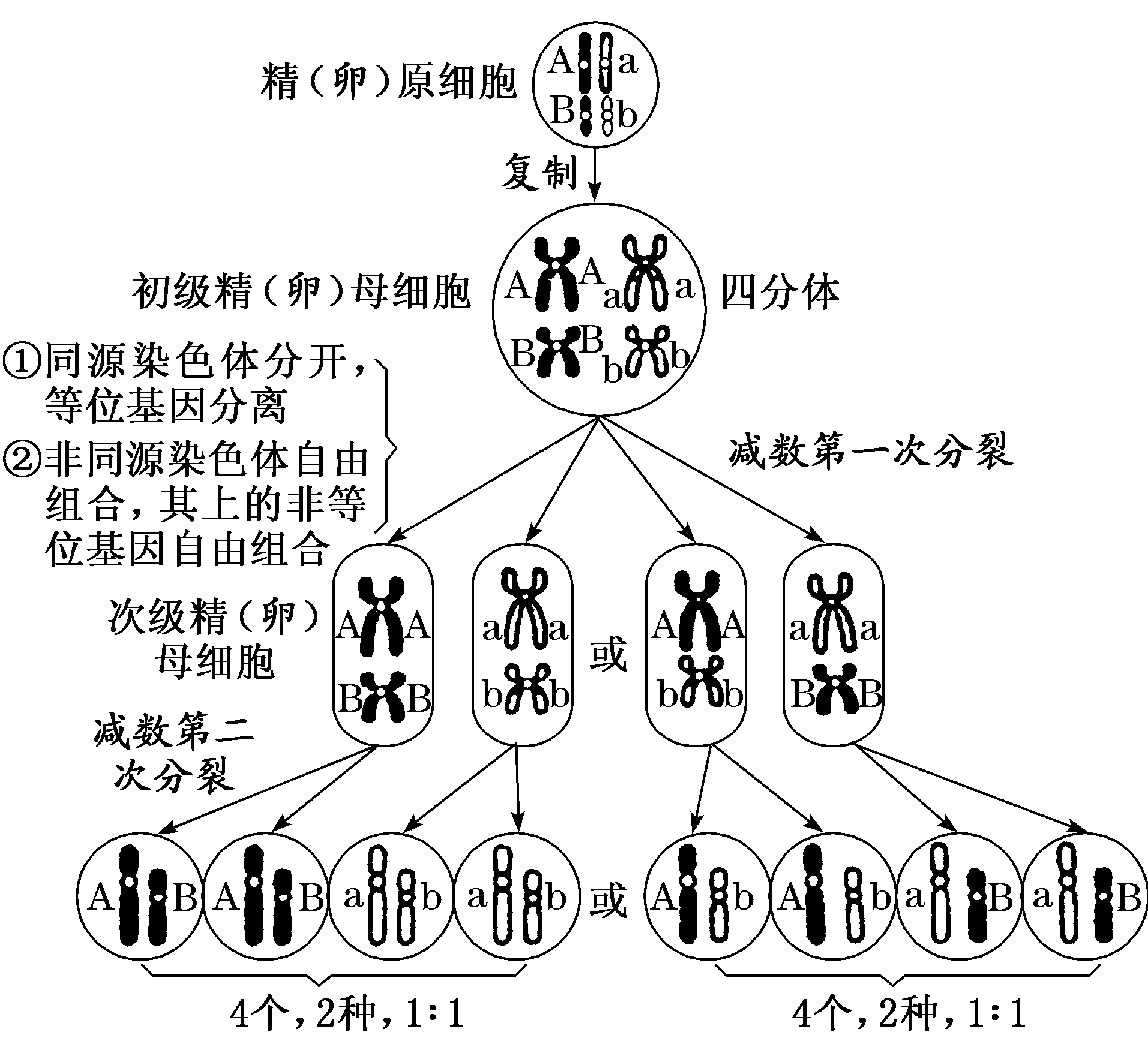 孟德尔自交遗传图解图片