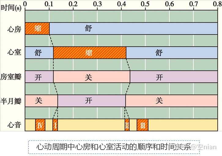 心动周期动画图片