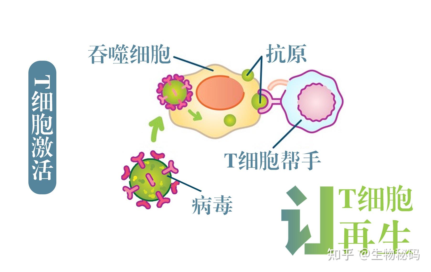 你的免疫年齡是否比實際年齡更年輕如何讓免疫系統變得更年輕