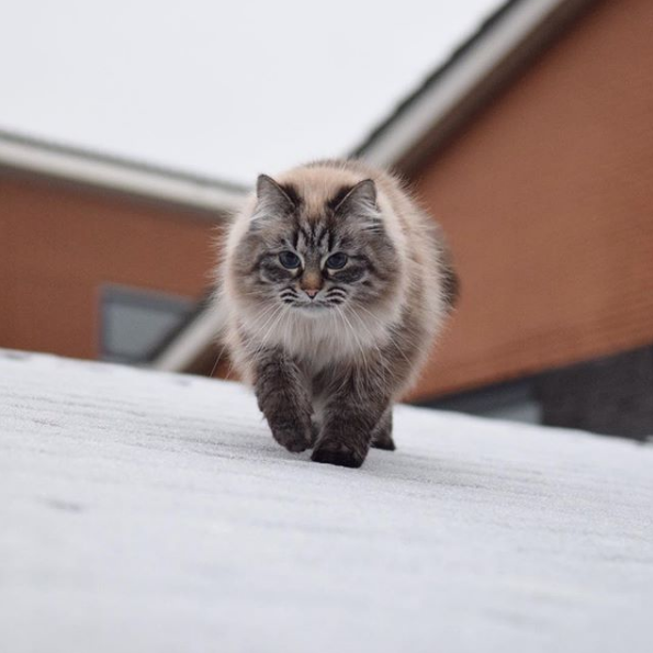 吸猫大会:缅因混血猫june