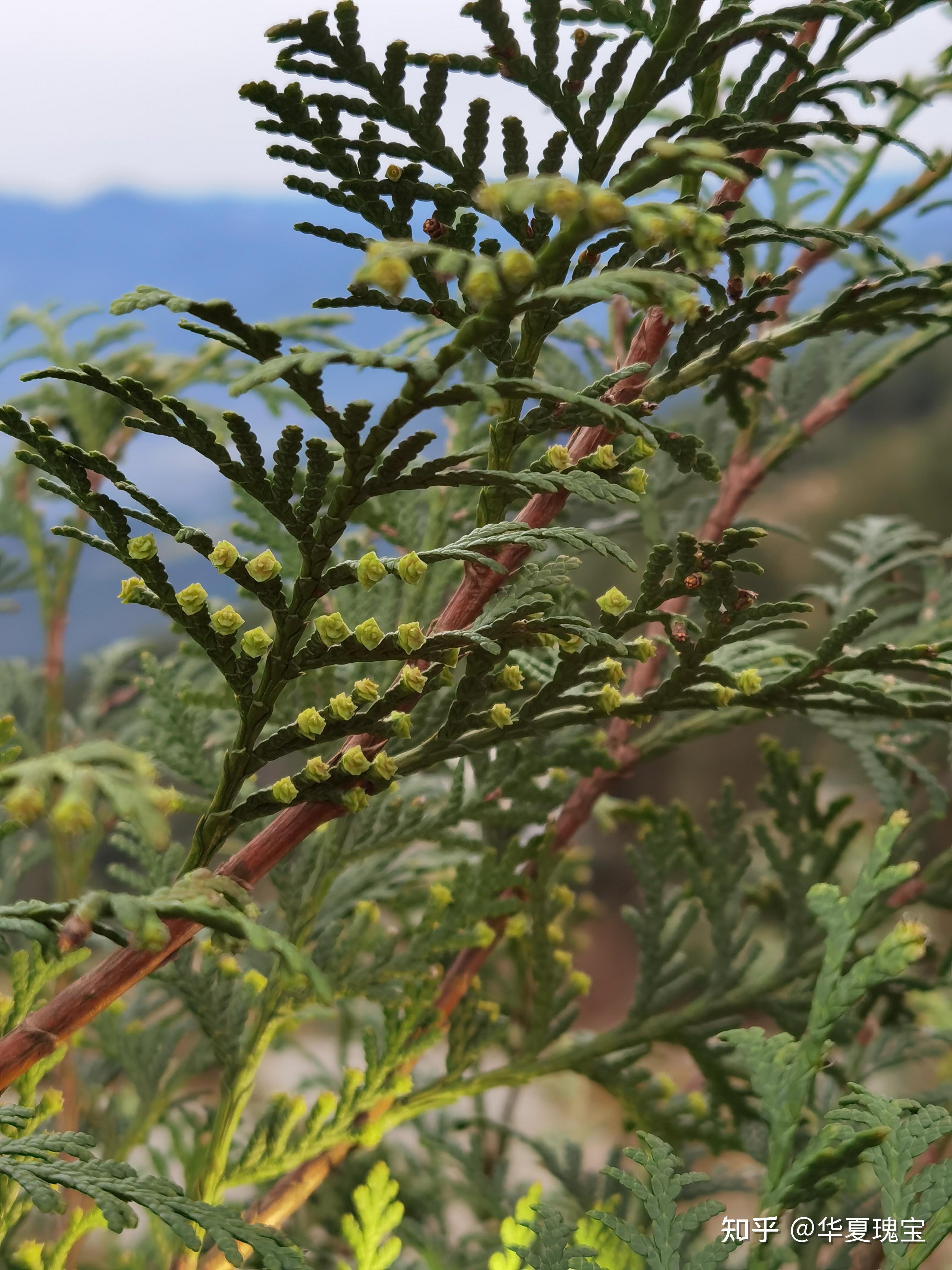 世界上最珍稀的裸子植物—崖柏:重获新生 - 知乎
