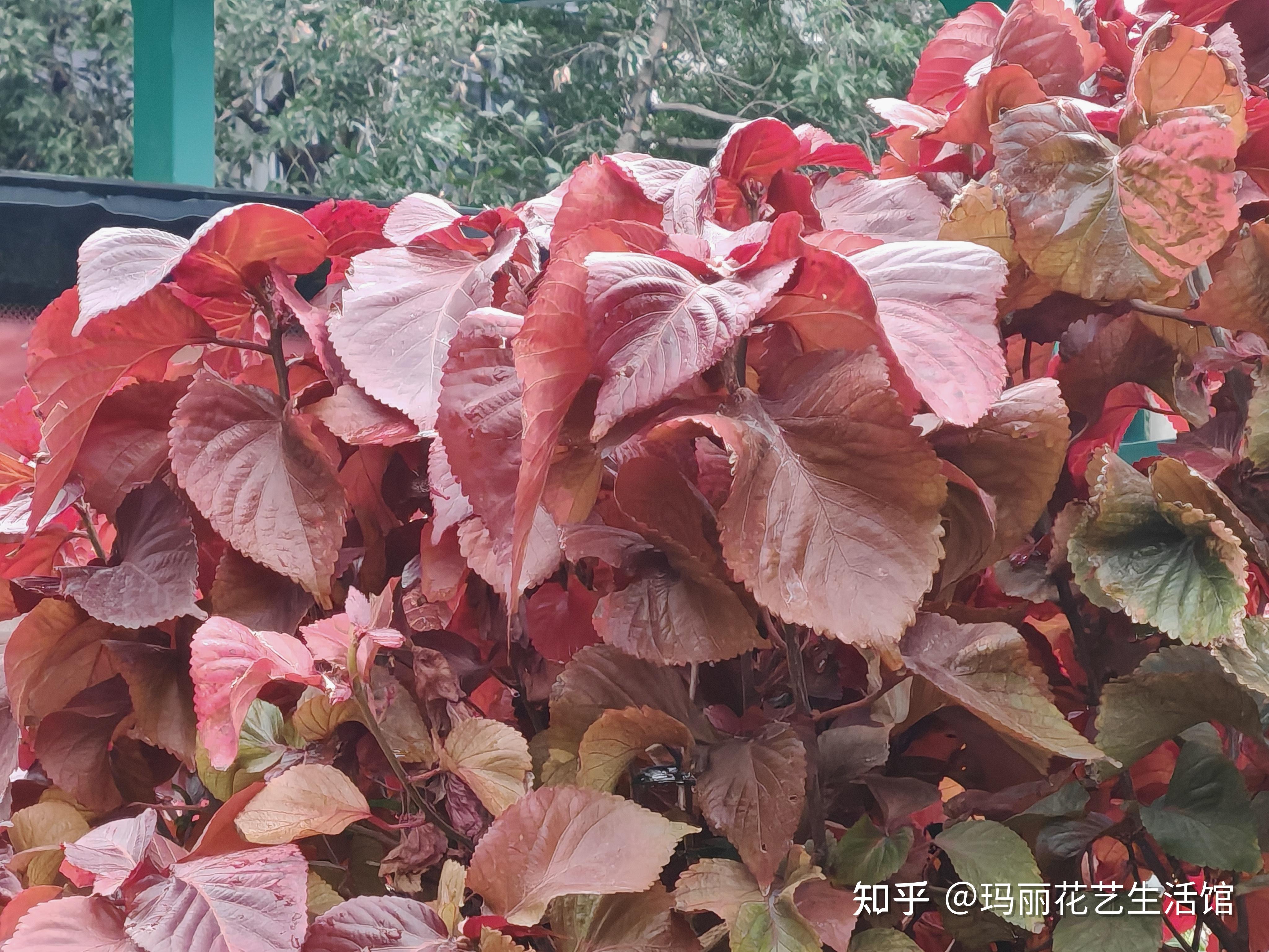 植物科普 ：红桑，灿烂如烈焰，美艳似画卷 - 知乎