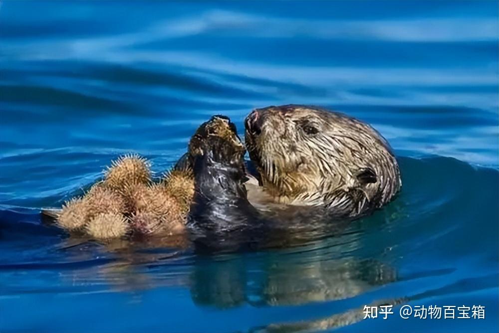 生物中的黑暗王者:海獭人畜无害的外表下,隐藏着可怕的繁殖过程 - 知乎
